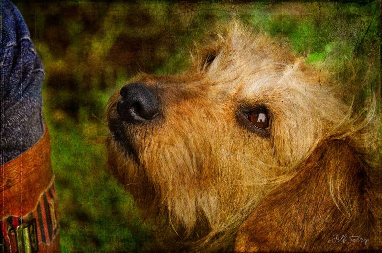 A Dogs Love