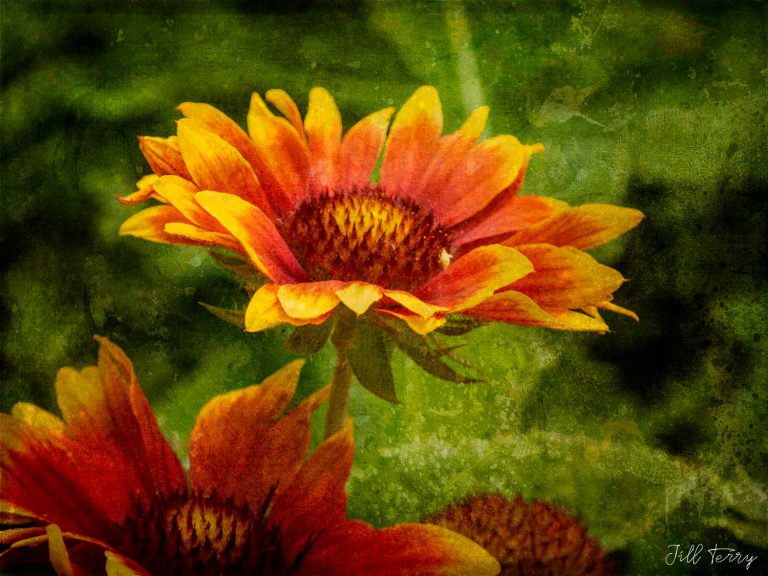 The Aster