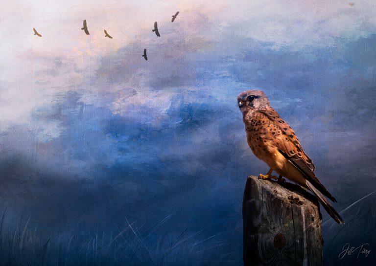 The Kestrel