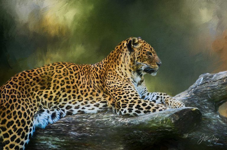 The Leopard